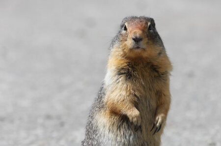 Gopher Sports: News & Notes – GopherSports.com