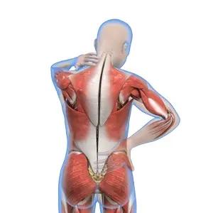 Exploring the Hidden Risks: Musculoskeletal Injuries in Ultra-Endurance Running