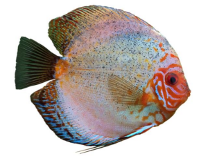 Unleashing Power: The Art and Science of Discus Throwing