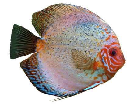 Unleashing Power: The Art and Science of Discus Throwing