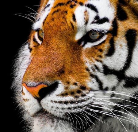 Tigers Face Fierce Competition at Preble Relays!