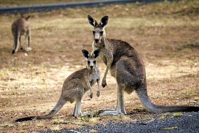 Aussies Ignite Excitement with Historic Statement Ahead of World Champs!