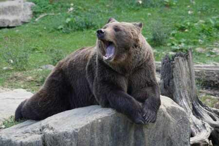 Unleashing the Roar: Episode 5 of the Brown Bears Sports Report!