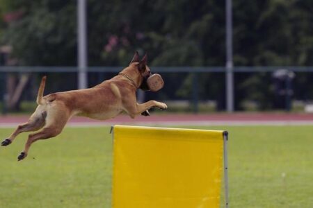 Overcoming Obstacles: Mastering the Art of Hurdling