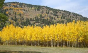 Unraveling the Mystery: The Rise of a Running Dynasty in Flagstaff’s Aspens