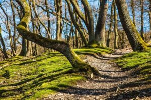 Lost in the Wild: An Adventure with a Pro Trail Runner