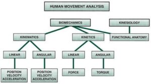 Kinetic variables of the lower limb joint that affect the drop jump index at different drop heights – Frontiers