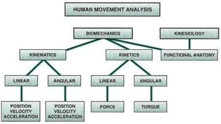 Kinetic variables of the lower limb joint that affect the drop jump index at different drop heights – Frontiers