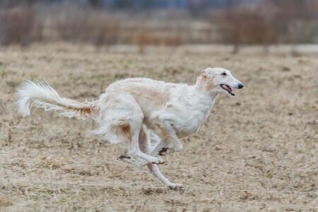 Unraveling the Myths: Embracing Asymmetry in Sprinting for Peak Performance