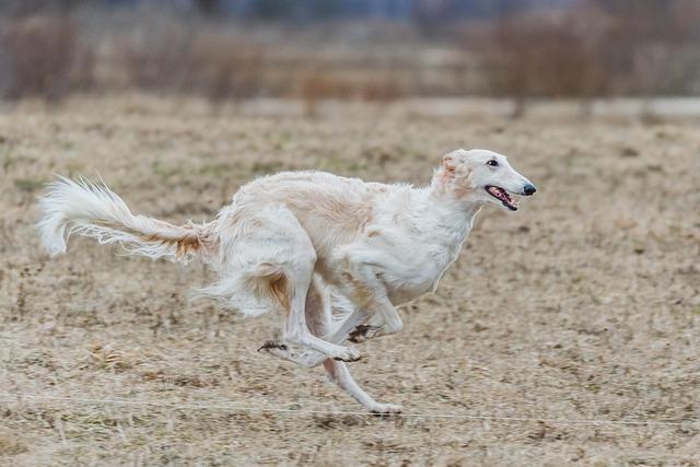 Unraveling the Myths: Embracing Asymmetry in Sprinting for Peak Performance