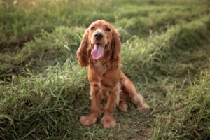 Discover 14 Adorable Spaniel Breeds That Make Perfect Companions!