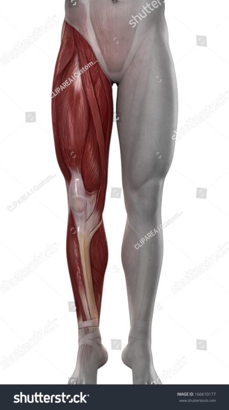 Surprising Leg Morphology Differences Uncovered Between Sprinters and Non-Sprinters