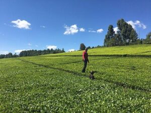 Nandi County Takes Center Stage in the Search for Elite Mountain Running Talent
