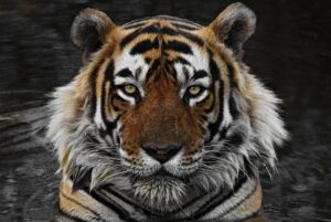 Tigers Earn Top Honors in ITA Academic Awards