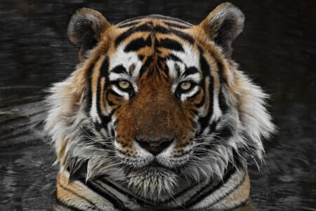 Tigers Earn Top Honors in ITA Academic Awards