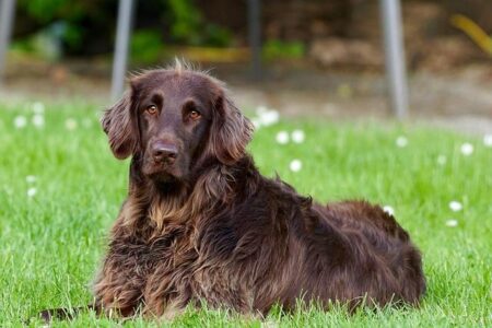 40 Ideal Medium Dog Breeds That Fit Every Lifestyle