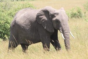 Kenya Launches Thrilling “Magical Kenya Mountain & Trail Series” to Boost Sports Tourism