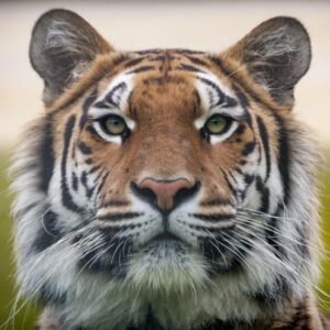 Tigers Look to Keep Momentum Alive with Win Streak on the Road Against Twins