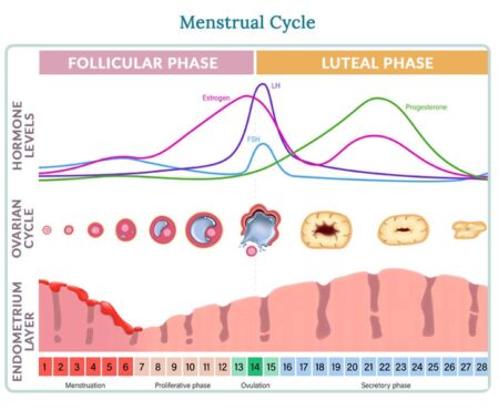 Unlocking Your Potential: How the Menstrual Cycle Influences Athletic Performance for Every Runner