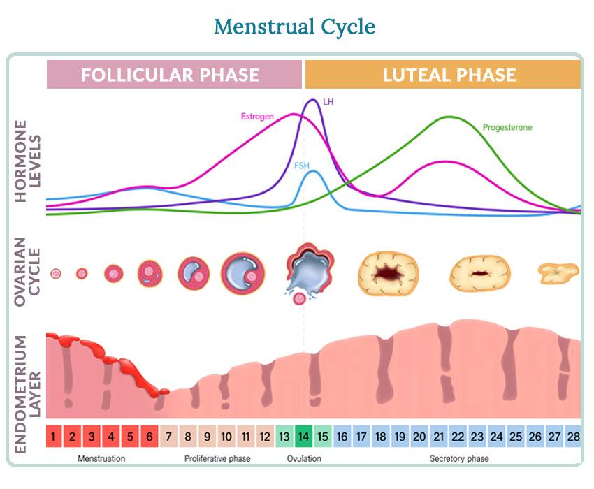 Unlocking Your Potential: How the Menstrual Cycle Influences Athletic Performance for Every Runner