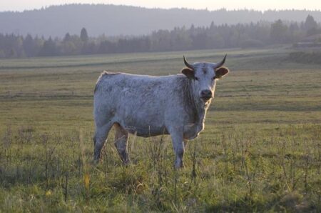 Rising Stars Shine: Young Scots Display Remarkable Talent at Junior Home International