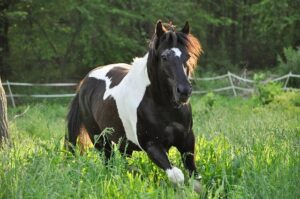 Tobi Amusan Smashes 100m Hurdles World Record with an Electrifying 12.12-Second Dash