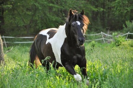 Tobi Amusan Smashes 100m Hurdles World Record with an Electrifying 12.12-Second Dash
