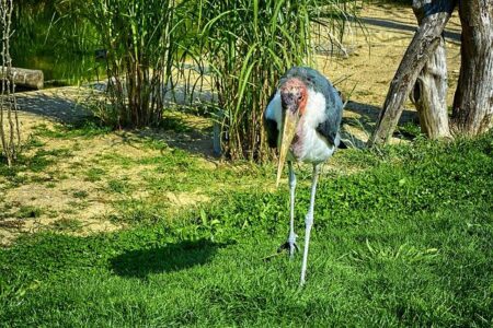 Villars, Switzerland Gears Up to Host the Thrilling 2028 European Trail Running Championships