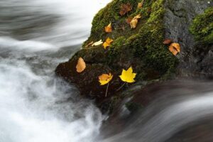 Lindquist Teams Up with Rhodes, Knopp, and Norris for Thrilling World Mountain and Trail Running Championships