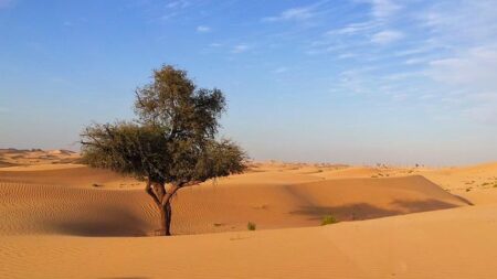 Abu Dhabi Marathon Achieves Coveted Gold Label Road Race Status