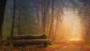 Golden Trail World Series Unveils Thrilling 2026 Race Lineup