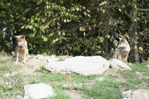 Żurrieq Wolves Roar to Victory in Malta Road Running League