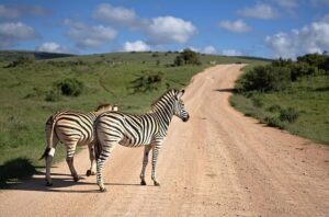 The Good, the Bad, and the Ugly: Highlights from a Year of South African Road Running