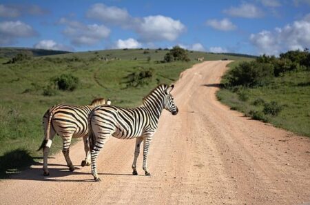 The Good, the Bad, and the Ugly: Highlights from a Year of South African Road Running
