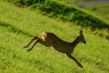 World Athletics Introduces Thrilling New Race Walk Distances for 2026
