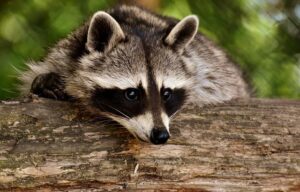 Raccoon-Throwing: Dive Into the Wildest and Most Unforgettable Sport!
