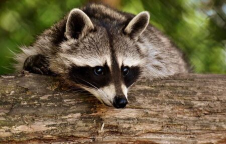 Raccoon-Throwing: Dive Into the Wildest and Most Unforgettable Sport!
