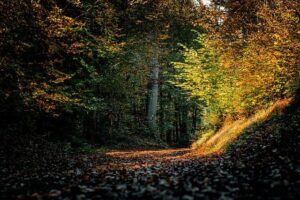 Golden Trail World Series 2025: An Unforgettable Year of Record-Breaking Adventure