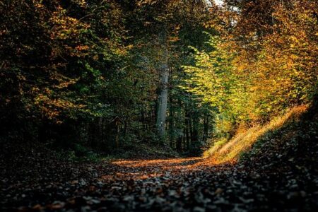 Golden Trail World Series 2025: An Unforgettable Year of Record-Breaking Adventure Golden Trail World Series 2025: An Unforgettable Year of Record-Breaking Adventure