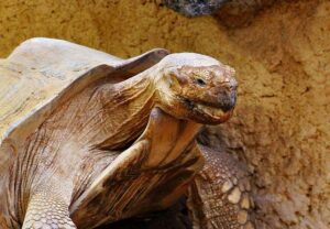 Battle of the Toughies: Why You Absolutely Must Experience Tortoise Tuff and RAC Tough One at Least Once