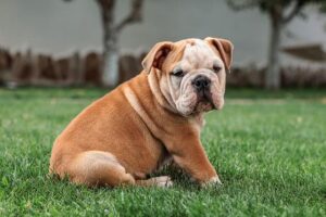 Bulldogs Ready to Dominate at NCAA East Regionals Showdown