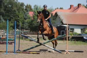 Conquer the Show Jumping Jump-Off: Expert Tips for Practice, Focus, and Speed