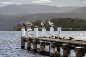Tasmania to Host Historic First-Ever Combined Australian Mountain and Trail Running Championships in 2027