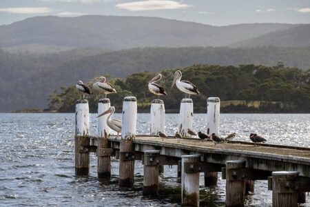 Tasmania to Host Historic First-Ever Combined Australian Mountain and Trail Running Championships in 2027