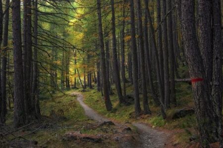 Unlocking Peak Performance: The Power of Sport Psychology in Trail Running