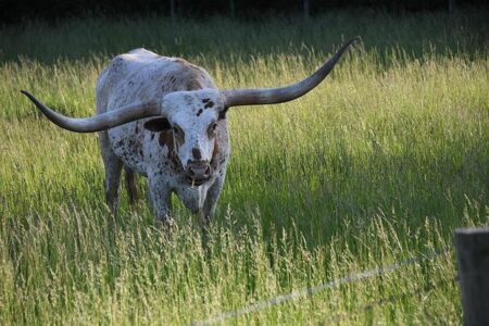 How the Texas Longhorns Climbed to the Top as America’s Leading Athletic Program