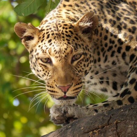 Jamaica Shines Bright on a Brilliant Day in Botswana