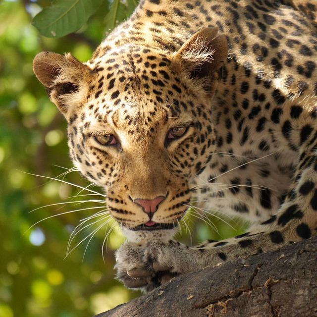 Jamaica Shines Bright on a Brilliant Day in Botswana