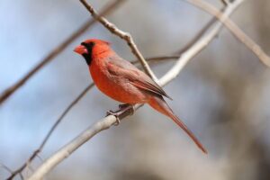 Cardinal Sprinters Dominate the Elite Duke Twilight Meet