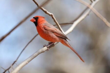 Cardinal Sprinters Dominate the Elite Duke Twilight Meet